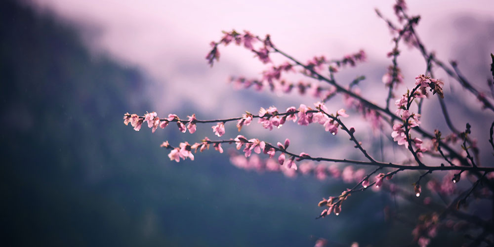 pink-flowers