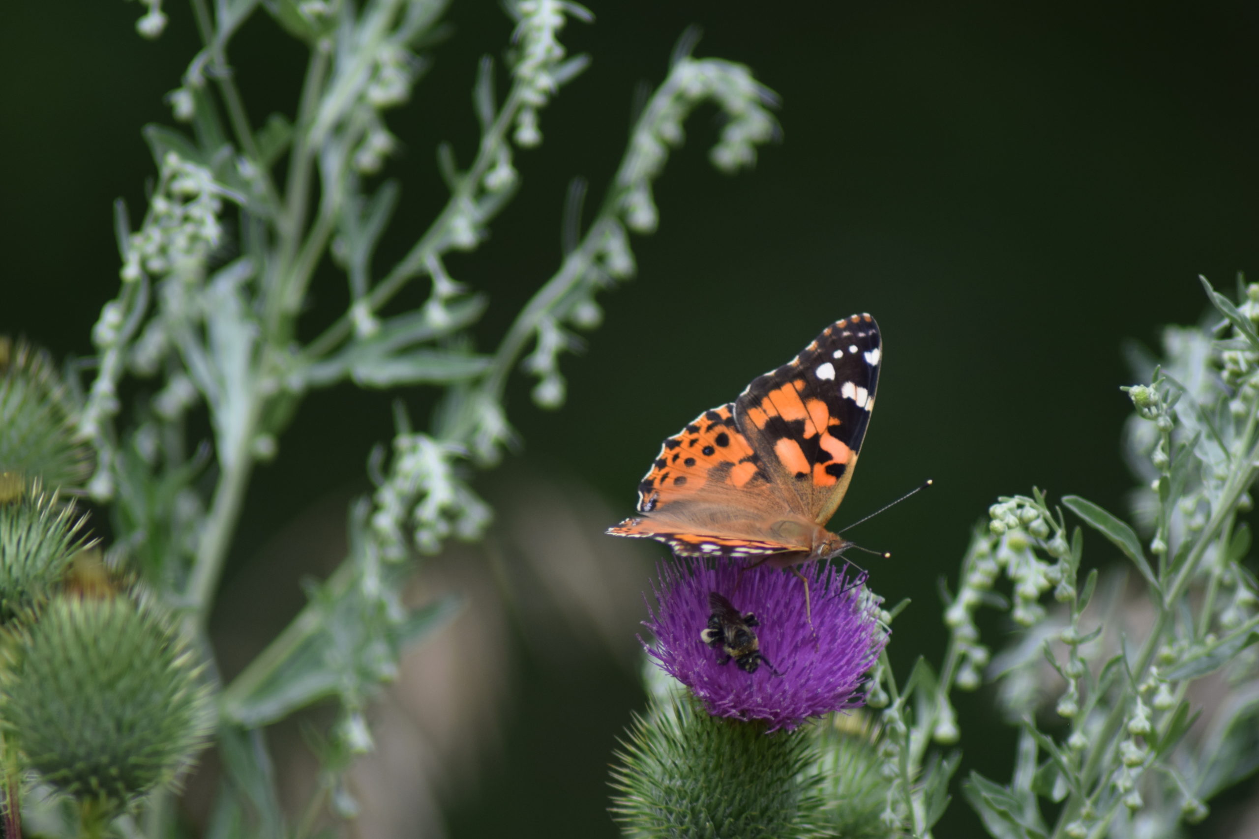 DSC_1348 DSC_1348