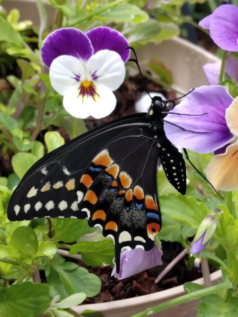 Black and orange swallowtail butterfly sitting on a flower petal.